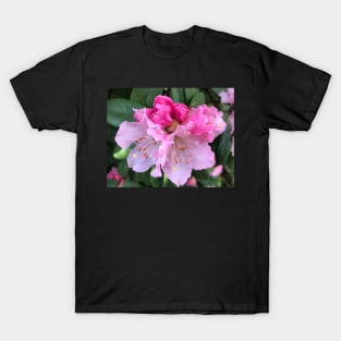 Pink Rhododendron Celebration of Abundance T-Shirt